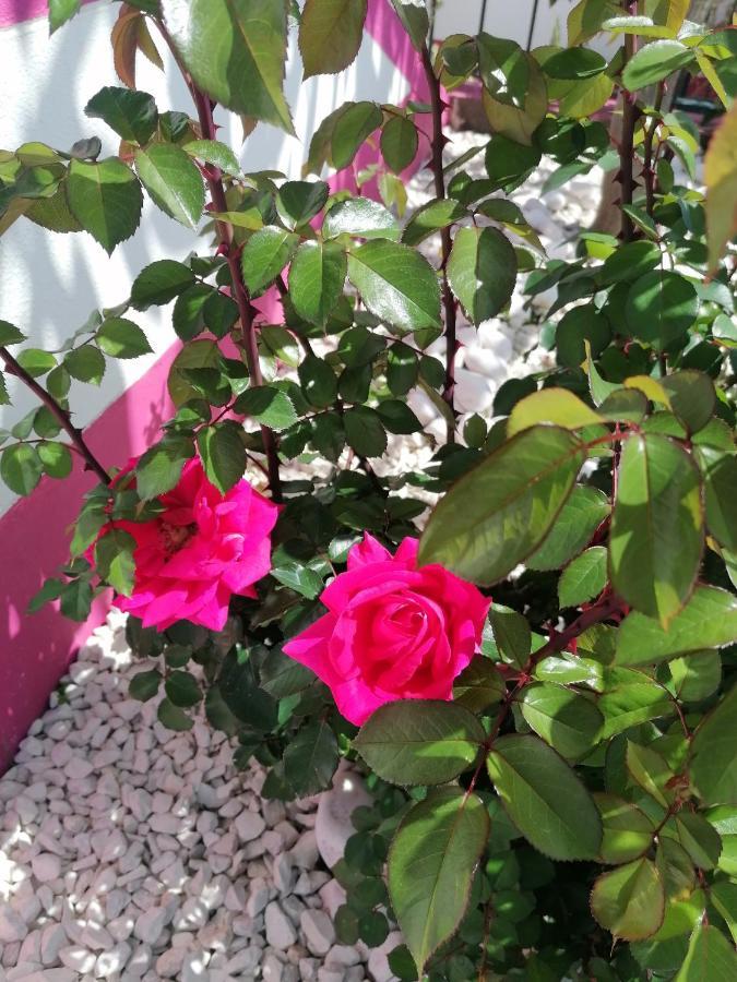 Westerland House Ribeira Brava Εξωτερικό φωτογραφία