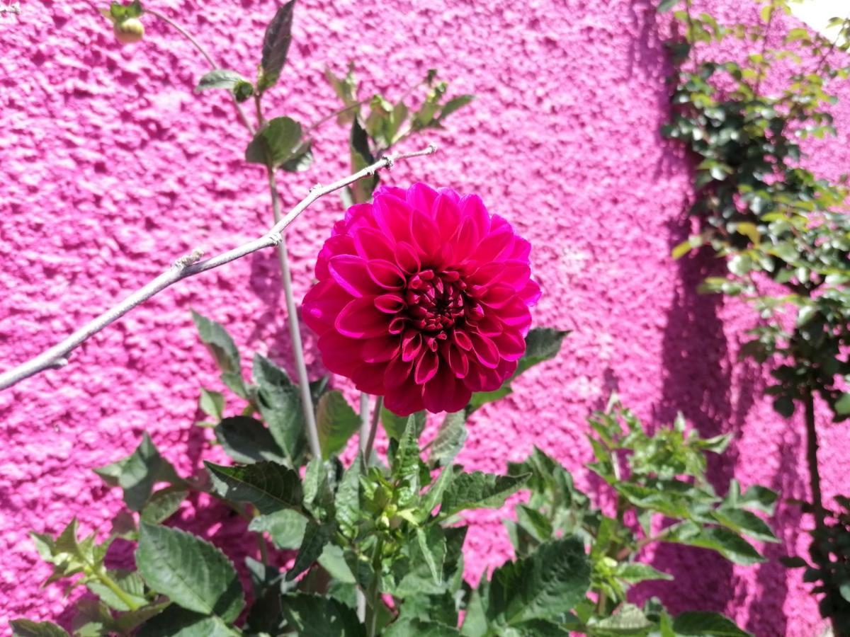 Westerland House Ribeira Brava Εξωτερικό φωτογραφία
